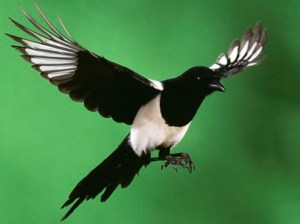 Marketing: The Magpie profession